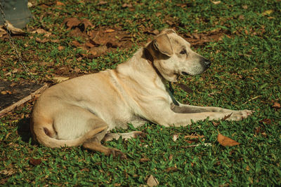 Cute labrador retriever breed dog guarding a farm near bento gonçalves. brazil.