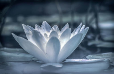 Close-up of white flowering plant