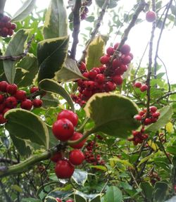 Close-up of red berries growing on tree