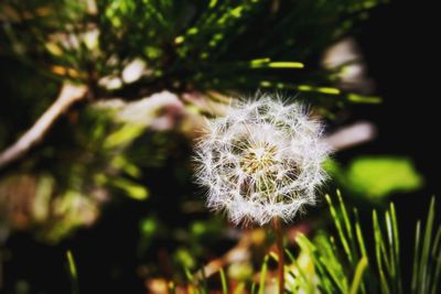 Close-up of dandelion flower