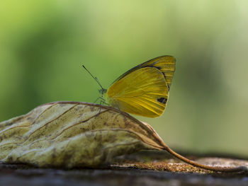 Close-up of butterfly on leaf