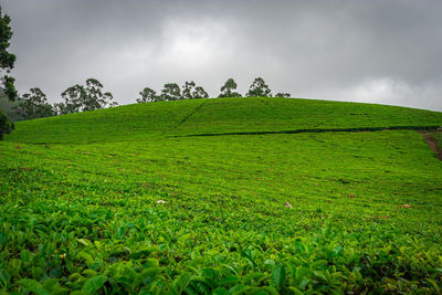 Scenic view of grassy field against sky