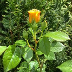 Close-up of flowers blooming outdoors