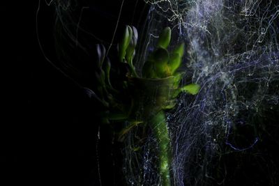 Close-up of plants against black background