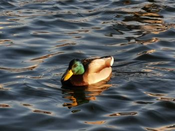 High angle view of duck swimming in lake