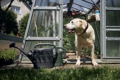 Curious dog on garden of house. old labrador retriever looking from greenhouse during sunny day.