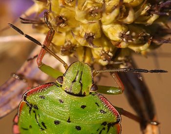 Close-up of insect on flower