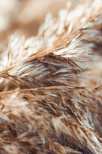 Close-up of plant against blurred background