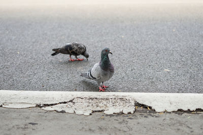 Pigeons on the footpath