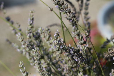 Close-up of insect on plant