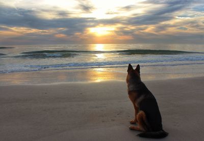 Dog on beach at sunset