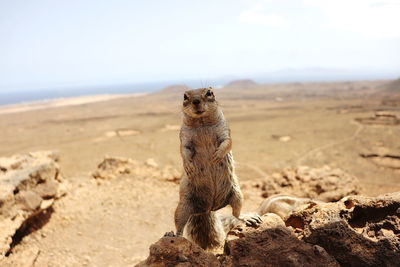 Meerkat on sand at beach against sky