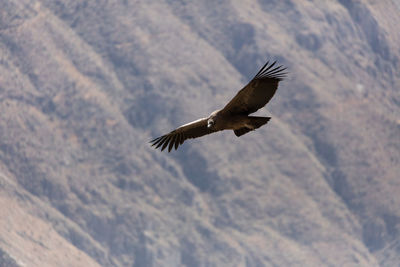 Low angle view of vulture flying in mid-air