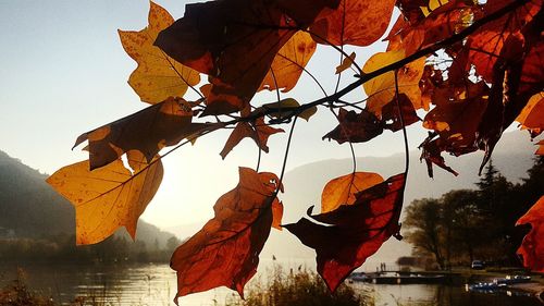 Close-up of silhouette leaves against sky during sunset