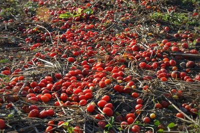 Full frame shot of berries growing on field