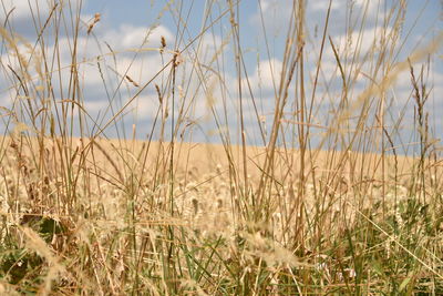 Close-up of grass on field against sky