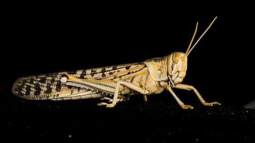 Close-up of butterfly over black background