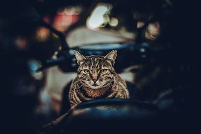 Portrait of cat sitting on motor scooter