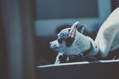 Close-up of chihuahua on sofa at home