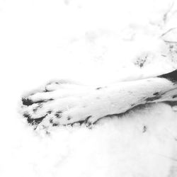 Close-up of lizard on snow