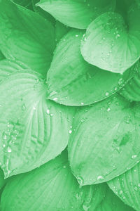 Full frame shot of wet leaves