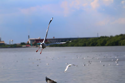 Birds at lake against sky