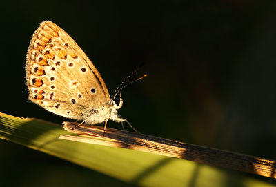 Close-up of butterfly on plant