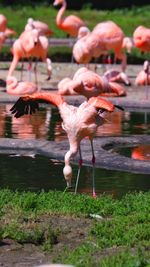 Flamingo in a lake