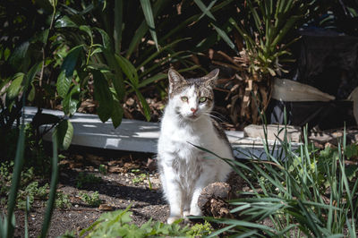 Portrait of a cat in a field