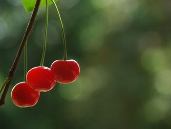 Close-up of red cherries hanging on branch