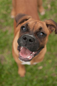 Close-up portrait of dog on field