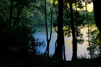 Scenic view of lake in forest