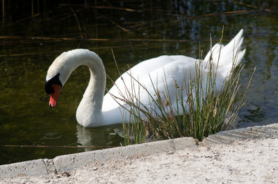 Swan floating on lake