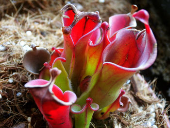 Close-up of red cactus