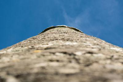 Low angle view of tree against blue sky