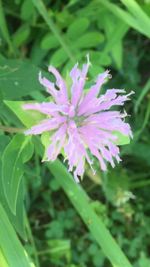 Close-up of pink flowers