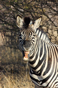 Close-up of a zebra