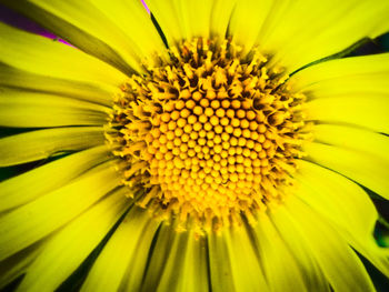 Macro shot of yellow flower