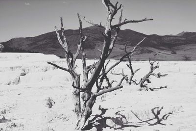 Bare trees against sky