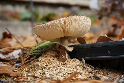 Close-up of mushroom growing on field