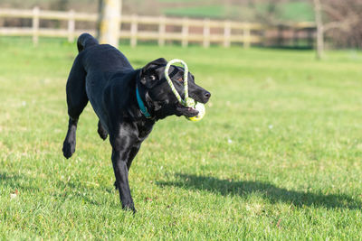 Dog running on field