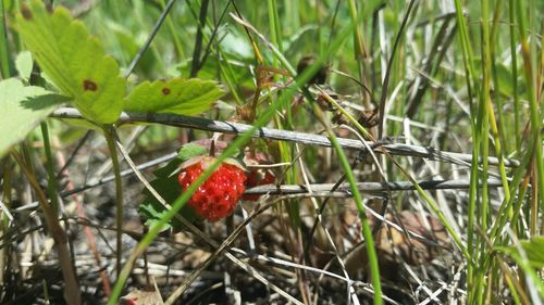 Close-up of red flower