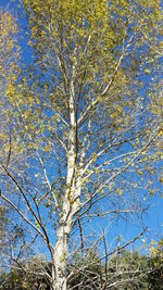 Low angle view of tree against sky