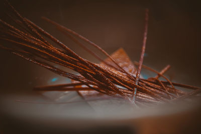 Close up of leaf