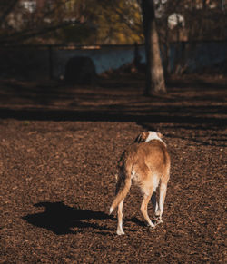 Dog standing in a field