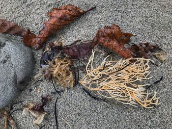 Close-up of leaves on beach