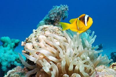 Fish swimming by coral in sea