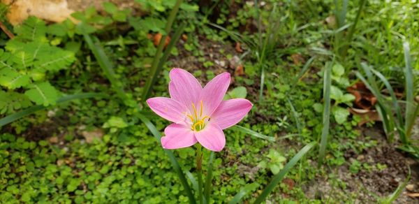 Close-up of pink flowering plant