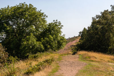 Trees on field against clear sky