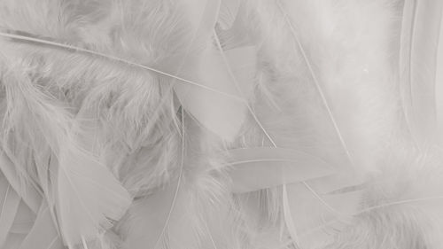 Full frame shot of feather texture background